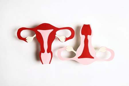 Women's health awareness concept. Uterus symbols on white background.の写真素材