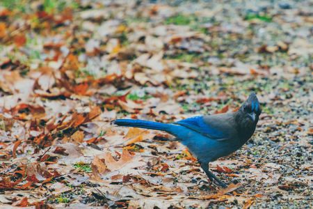 Close-up of Steller's Jay, also known as the long-crested, mountain, and pine jay, a jay native to western North America, with the background of fallen leaves in the forestの写真素材