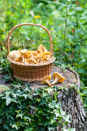 Basket of chanterelles -Cantharellus cibarius in a french forest.の写真素材