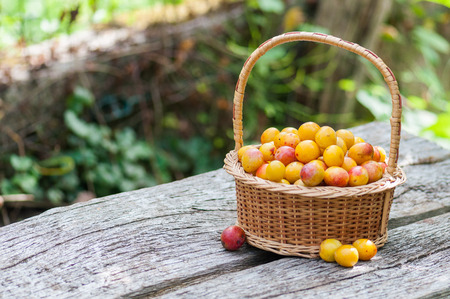 Mirabelles plums of Lorraine, France, in a wicker basket.の写真素材