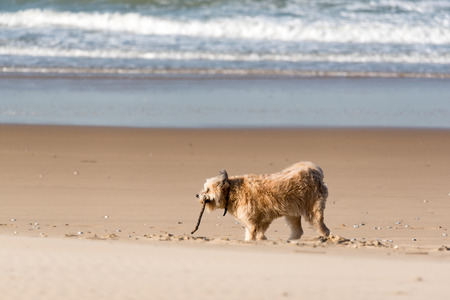 Dog playing with a baton on a beachの写真素材