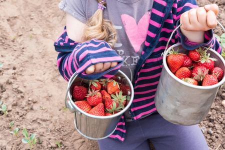little girl picking strawberries in a gardenの写真素材