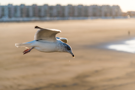 European Herring Gull; at sunset-Larus argentatusの写真素材