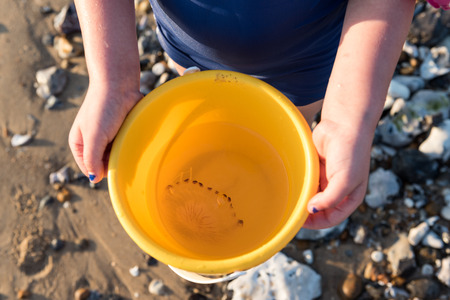 Child with a Jellyfish in a yellow bucket, on a beachの写真素材