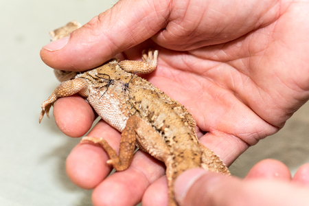 Lawson-Pogona Dragon henrylawsoni. Stitches, on the back of a Pogona following a surgical procedure.の写真素材