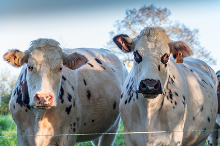 Cows in a meadow  in Normandy, Franceの写真素材