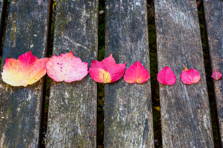 Virginia creeper leaves on a wooden table at the autumnの写真素材