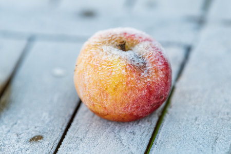 Frosted apple on a wooden tableの写真素材