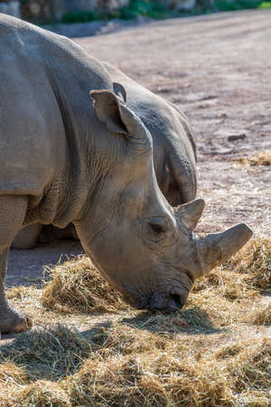 Rhino in an animal parkの写真素材