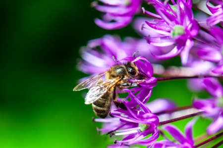 bee foraging a flowerの写真素材