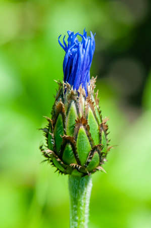 Cyanus Montanus Hill-Mountain Knapweed flowers