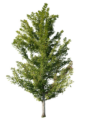 a trees with white backgroundの写真素材