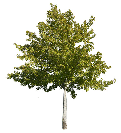 a trees with white backgroundの写真素材