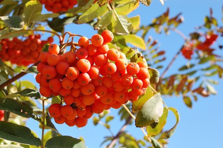 European rowan