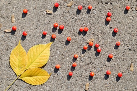 Yellow autumn leaves and red berries on asphalt