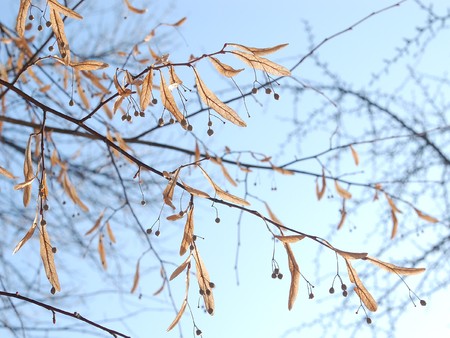 Dry leaves on treeの写真素材