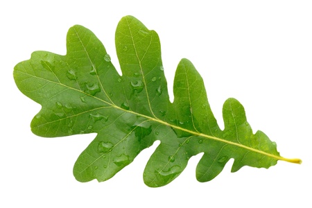 Oak green leaf with water drops isolated on white background