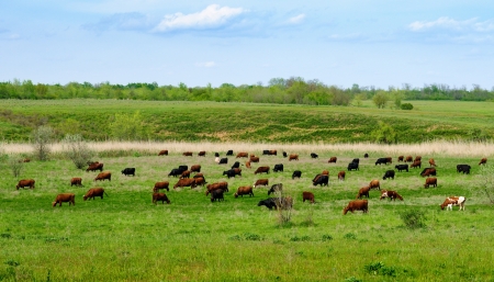Herd of cows grazing on green meadowの写真素材