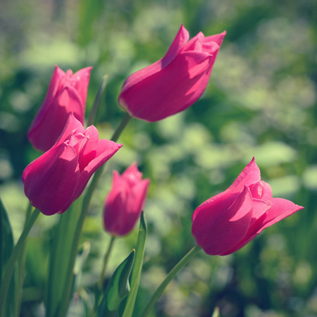 Vintage photo of pink tulips in gardenの写真素材