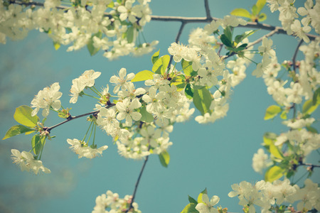 Vintage photo of cherry blossom