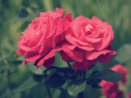 Red roses retro styleの写真素材