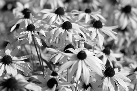 Black and white image of rudbeckia flowersの写真素材