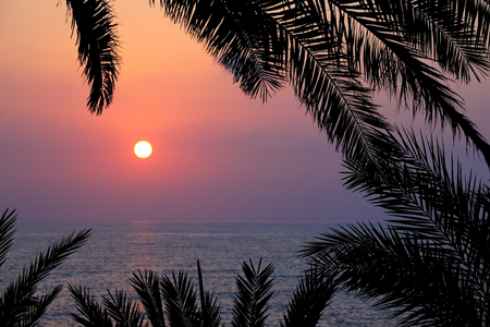 Sunset on sea through palm branchesの写真素材