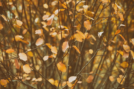 Autumn leaves on bush. Retro film styleの写真素材