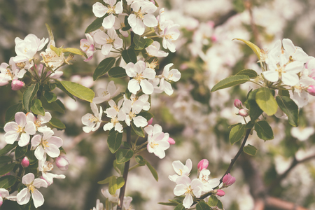 Blossom apple tree in retro styleの写真素材