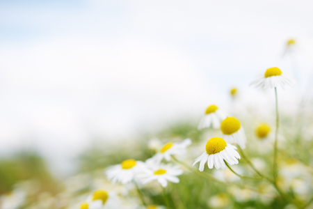 Chamomile flowers. Soft focusの写真素材