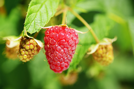 Raspberry closeup in garden