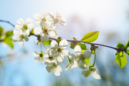 Cherry flowers in spring sunny dayの写真素材