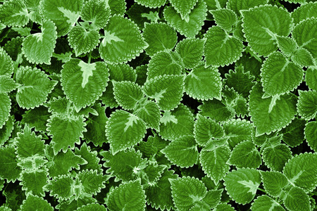 Green leaves background