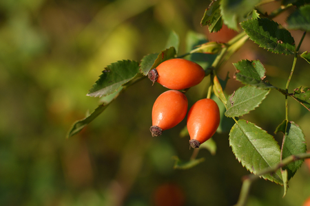 Rose hips on bush close-upの写真素材