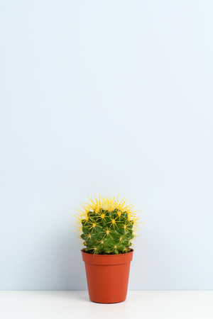 Small cactus in pot on shelf near wallの写真素材