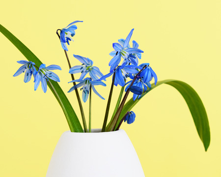 Blue scilla flowers in vase close-upの写真素材