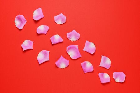 Petals of pink rose on red background