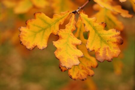Oak leaves close-up in fallの写真素材