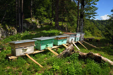 Beehives in summer mountain forest