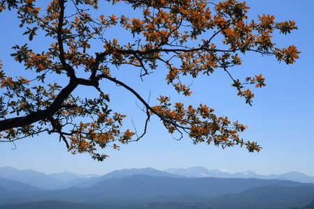 Oak tree branch with autumn red leaves on mountains and blue sky backgroundの写真素材