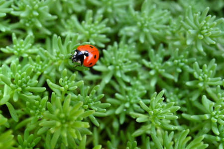 Ladybug on green grass backgroundの写真素材