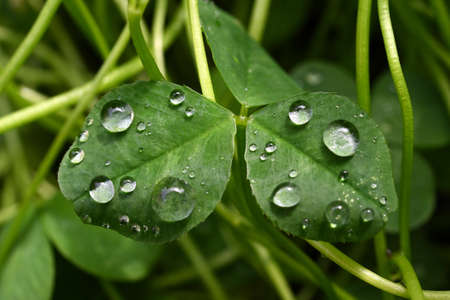 Raindrops on clover green leaves