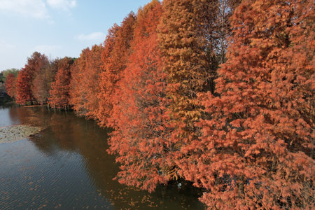 Autumn trees on the shore of the lake, closeup of photoの写真素材