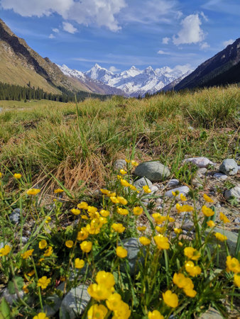 Mountain meadow with yellow flowers and snowcapped peaks in the backgroundの写真素材