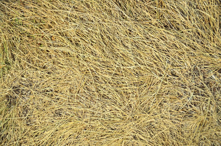 dry needles yellow texture backgroundの写真素材