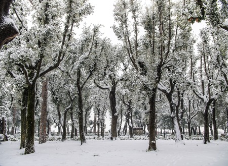 Trees covered with snow in a park in Italy Rome in wintertime.の写真素材