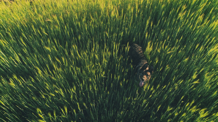 German shepherd dog staying still and staring at droneの写真素材