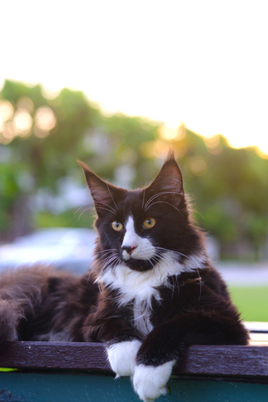 Giant black and white cat laying and relaxing on a wooden chair outdoor park with soft sunlight behind. Cat sitting in garden.の写真素材