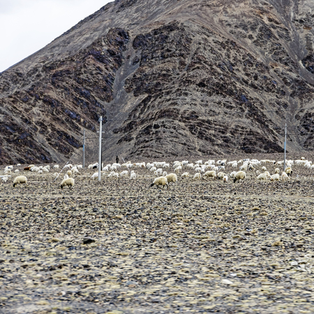 a herd of sheepの写真素材