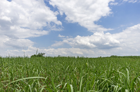 agricultural land scenery.の写真素材